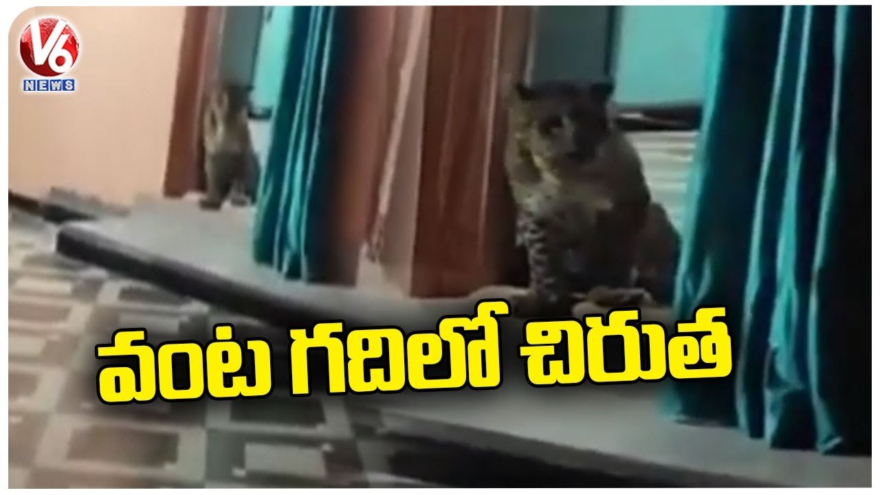 Cheetah Enters Into House , Wandering In Kitchen _ Maharastra _ V6 News