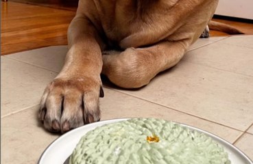 San Francisco restaurant offers $75 meal exclusively for dogs