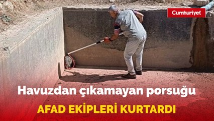 Havuzdan çıkamayan porsuğu ekipler kurtardı
