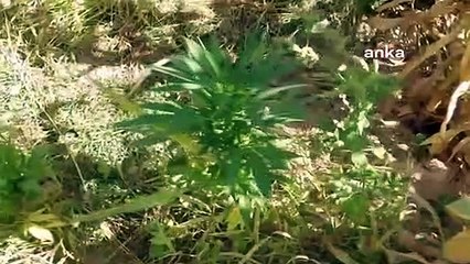 Arazisinde kenevir bulunan AKP'li belediye meclis üyesi, gözaltına alındı