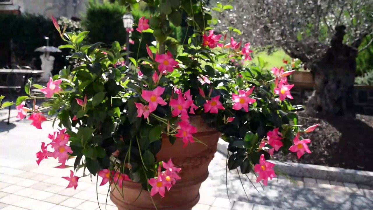 Bellagio - Villa La Dolce Vita