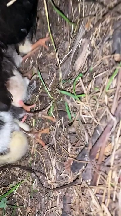 Missing Hen Makes a Surprising Return