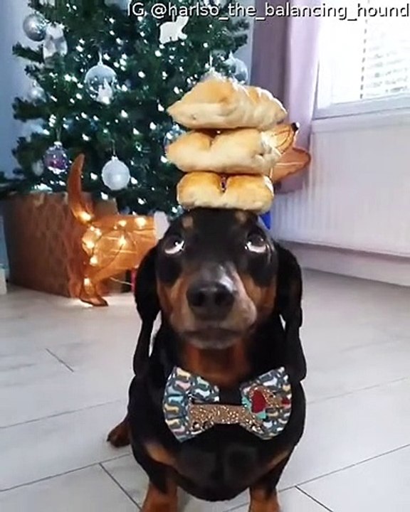 Harlso the Dachshund Balancing Sausage Rolls