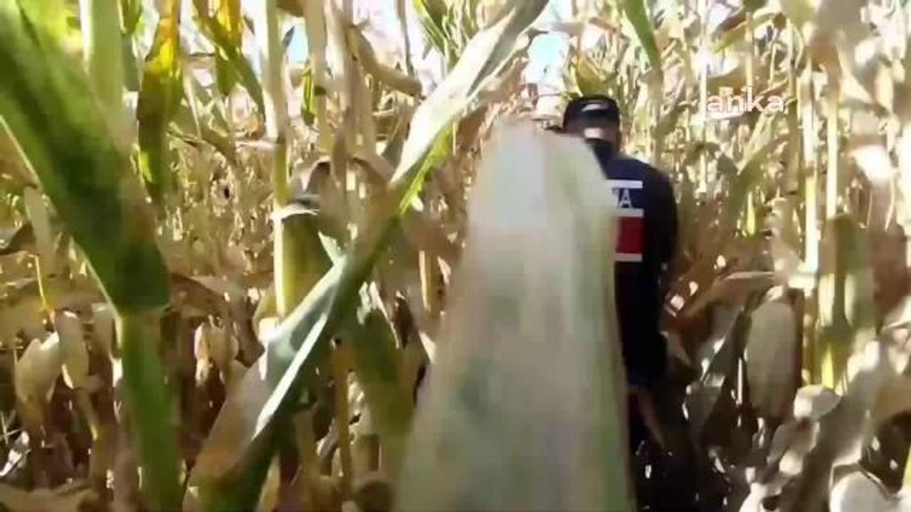 Son Dakika | Aksaray Eskil İlçesi AKP Belediye Meclis Üyesi, Arazisinde Kenevir Bulunduğu İçin Gözaltına Alındı