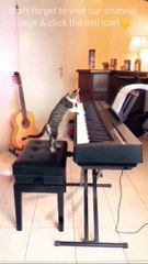 cute cat funny videos _Full-HD