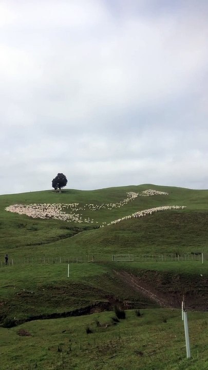 Mesmerizing_sheep_herding___@nzpasturefed__New_Zealand__Follow_the_Sun-_Xavier_Rudd