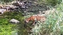 अलवर के सरिस्का पार्क खुलने के एक सप्ताह बाद नज़र आये बाघ, बाघिन को देख पर्यटक हुए रोमांचित,देखे वीडियो
