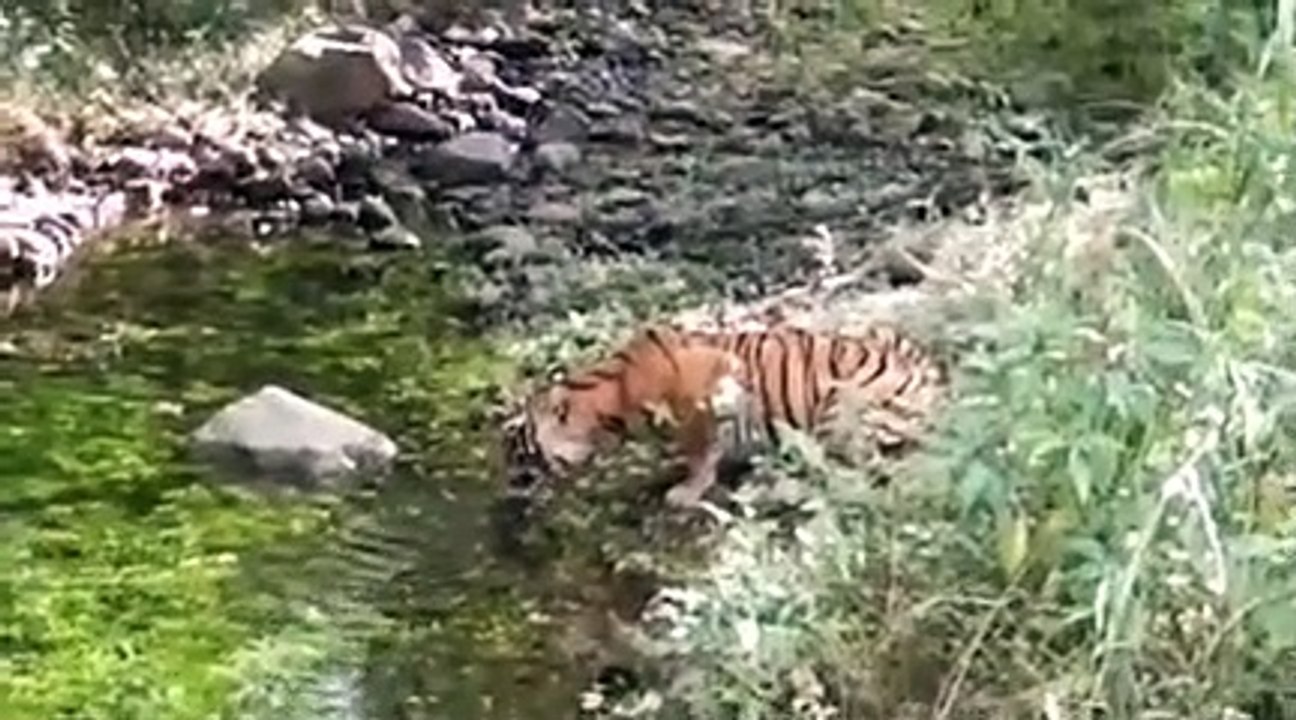 अलवर के सरिस्का पार्क खुलने के एक सप्ताह बाद नज़...