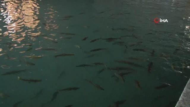 Şanlıurfa gündem haberi | Peygamberler şehri Şanlıurfa'da Mevlit Kandili coşkusu