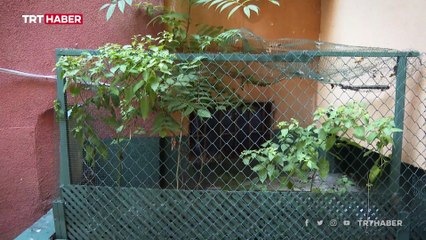 Bir garip mezar: Şeyhülislama ait olduğu düşünülüyor