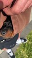 Adorable Mini Dachshund Puppy Takes a Nap in a Hoodie Pocket