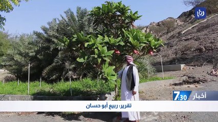 الحاج عبيد... مسن لم يمنعه تقدم العمر من تسلق النخيل