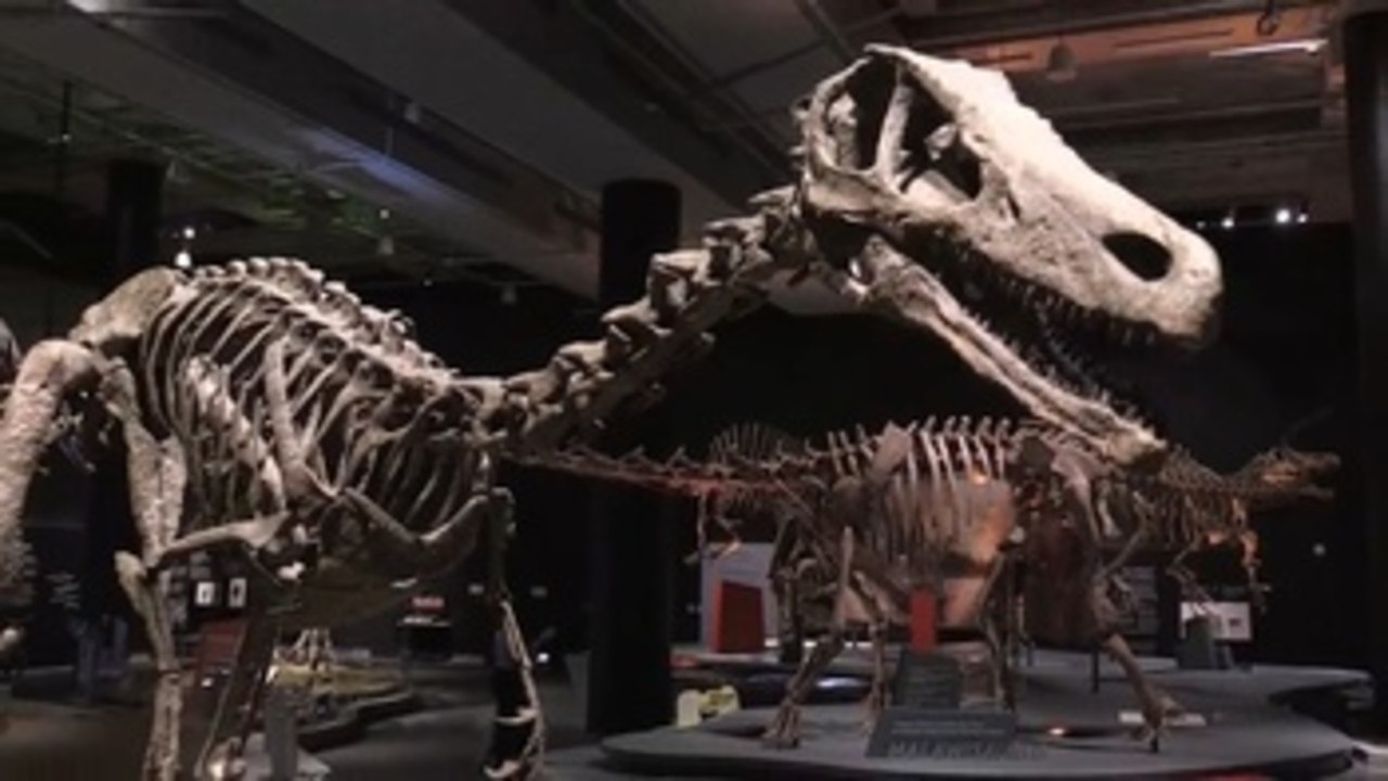 Una exposición en Miami muestra todo de los "exóticos" dinosaurios del sur