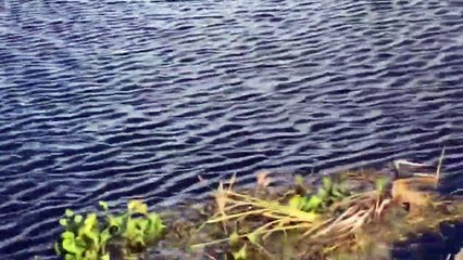 German Cyclist Zigzags Between Alligators in Florida