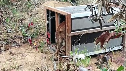 Onça-parda é solta no DF após ser resgatada em Planaltina