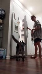 Doggo Jumps for Joy at Mealtime
