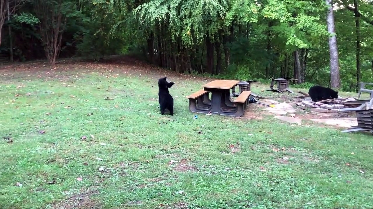 Seeing Three Bear Cubs at a Cabin on Family Vacation