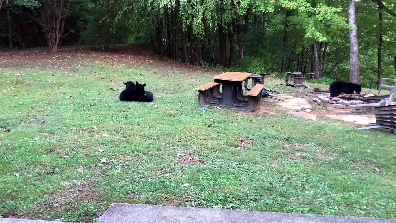 Seeing Three Bear Cubs at a Cabin on Family Vacation