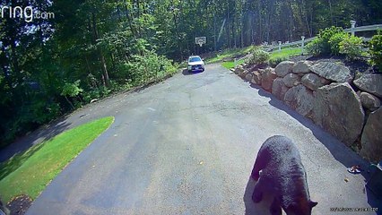 Black Bear Takes Trash From Garage