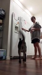 Doggo Jumps for Joy at Mealtime
