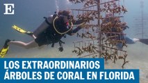 Los arrecifes artificiales en Miami