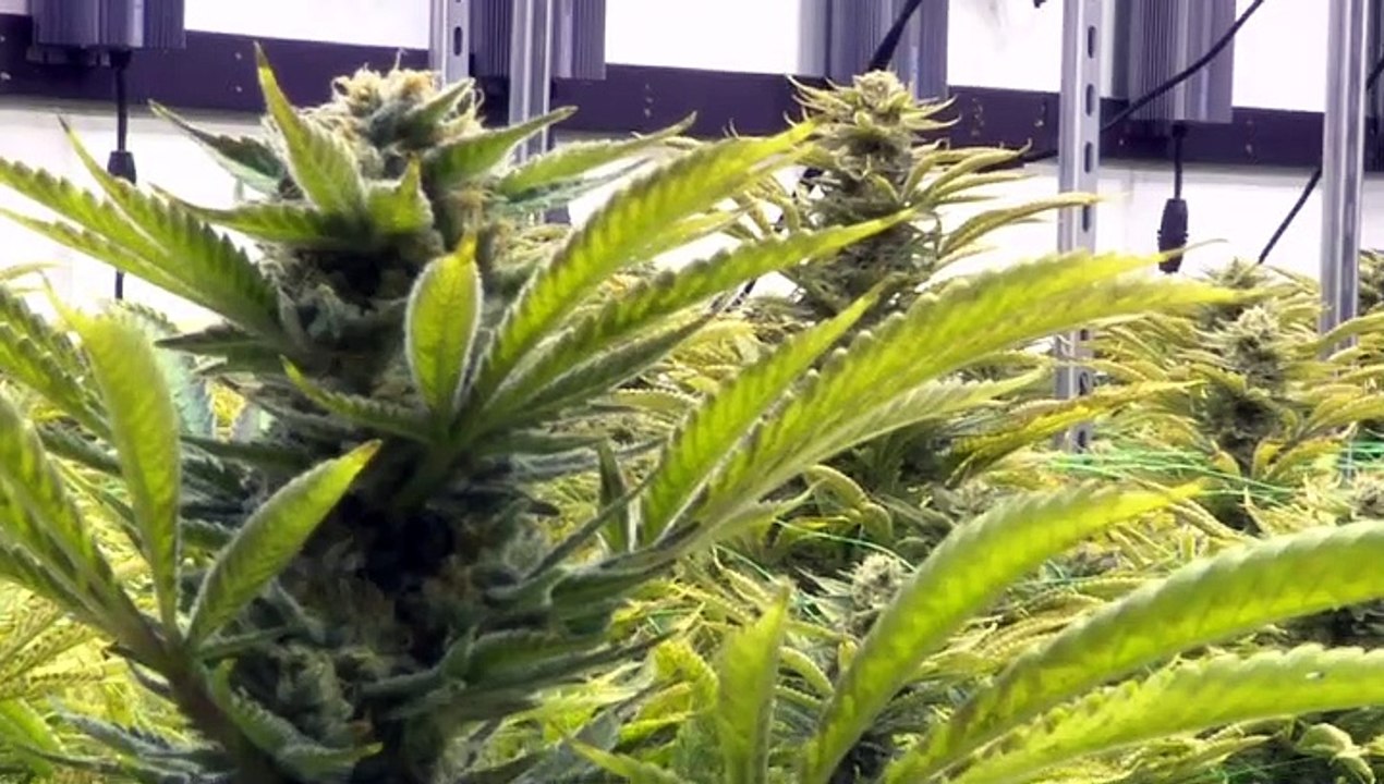 TENENCIA MARIHUANA