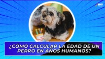 Dime cuántos años tiene tu perro y te diré cuántos tiene en años humanos