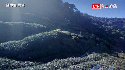 走水路的梨山茶！中橫公路77公里受阻 佳陽部落冬茶船運（陳專備提供）