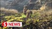 Iconic Easter Island statues damaged in wildfire