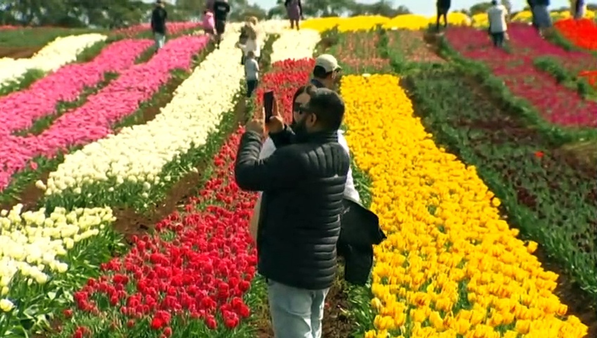 "The Blooming Tulip Festival in Wynyard, Tasmania has been a sea of