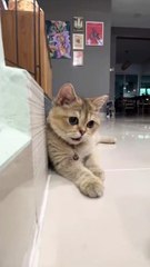 This smart cat is the ultimate trickster 