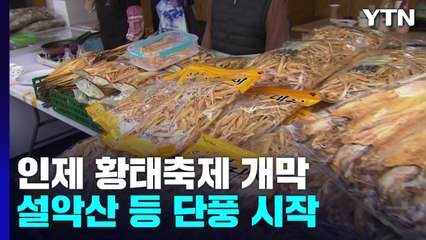 구수한 황태 냄새 진동...가을 축제로 들썩 / YTN