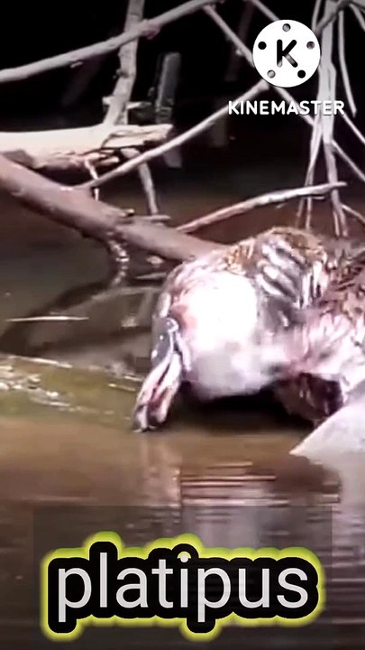 Platipus the water Mamal