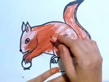 Learn to draw squirrels | কাঠবিড়ালি আঁকা শিখুন