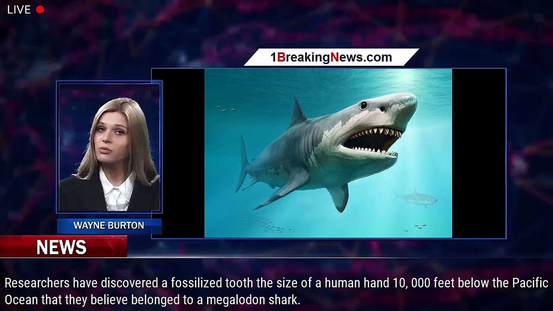 Megalodon Size To Human