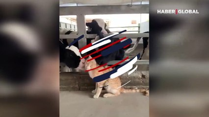 Sevilmeye doyamadı... İneklerin yürekleri ısıtan kedi sevgisi