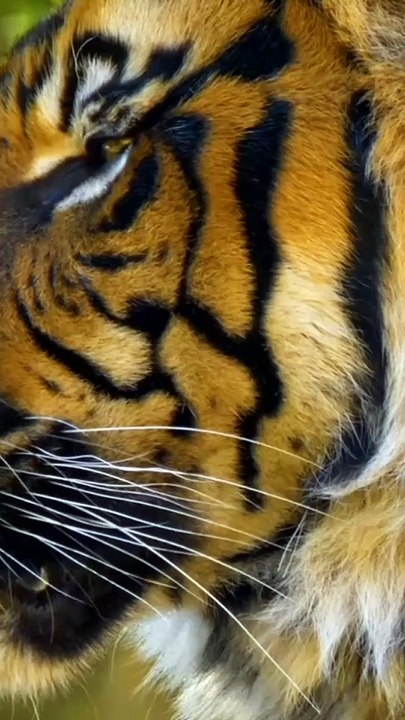 Tiger roar