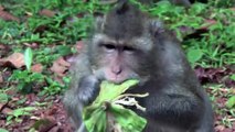 #17 FUNNY MONKEYS Cute And Funny Monkey Videos Compilation