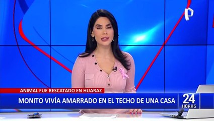 Huaraz: Rescatan a mono machín que vivía atado en el techo de una vivienda