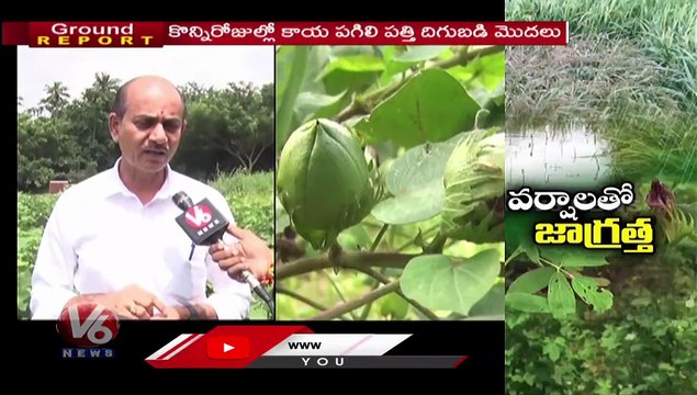 Ground Report _ Rains Impact On Cotton Farming & Paddy Crops _ Deputy Director Dr. Umareddy Tips