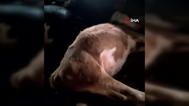 Yozgat haberleri! Yozgat'ta yıldırım isabet eden ahırdaki 7 büyükbaş hayvan telef oldu