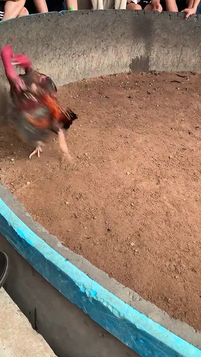 Ông vua đá đầu lườn - Tía Tra Tấn 2