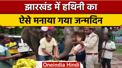 Elephant Rajni Birthday: Dalma Wildlife में हथिनी का मनाया 13वां जन्मदिन | वनइंडिया हिंदी | #Shorts