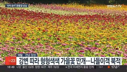 강변 따라 무지갯빛 꽃물결 넘실…장성 가을꽃 축제 장관