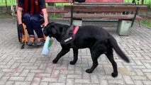 Kuzey Makedonyalı serebral palsi hastasının en sadık dostu labrador köpeği