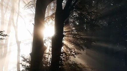 Most beautiful trees