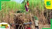 Kisan Bulletin - कृषि वैज्ञानिकों ने विकसित की गेहूं की नई किस्म, बिना सिंचाई मिलेगा 35 क्विंटल तक उत्पादन