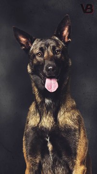 The Dog that Captured the Most Wanted Man #shorts