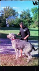 Magnificent Lesser-Known Large Dog Breeds