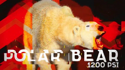 These Predators Have The Most Powerful Mouths